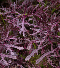 BIO Musztarda Czerwona Metis - Brassica juncea - bio nasiona musztardy - 100 szt.