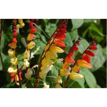 Kvamoklit pnoucí - Quamoclit lobata - semena kvamoklitu - 20 ks