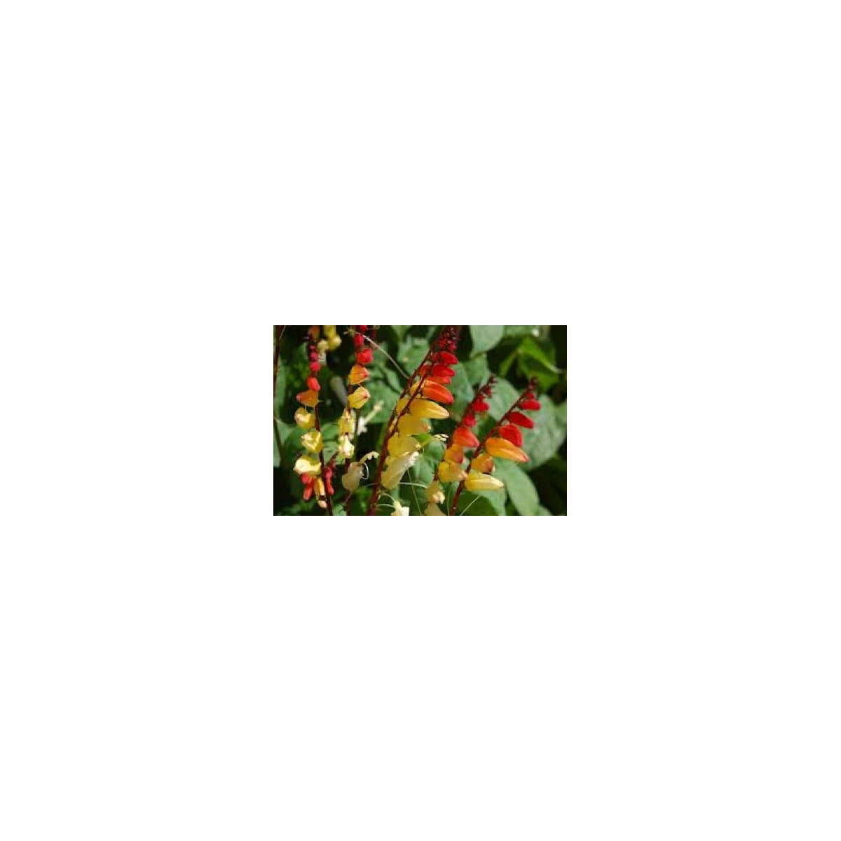 Kvamoklit pnoucí - Quamoclit lobata - semena kvamoklitu - 20 ks