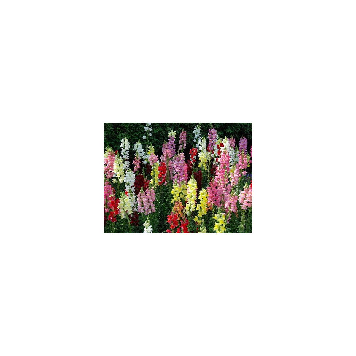 Hledík větší - Antirrhinum majus - semena hledíku - 400 ks