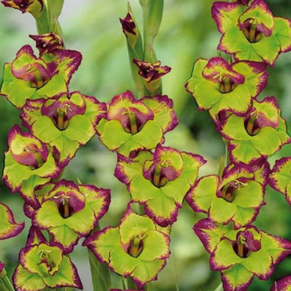 Gladiol Flevo - Gladiolus - hlízy mečíku - 3 ks