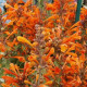 Agastache Apricot - Agastache aurantiaca - semena agastache - 20 ks
