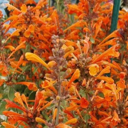 Agastache Apricot - Agastache aurantiaca - semena agastache - 20 ks