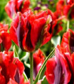 Tulipán Hollywood star - cibuloviny - 3 ks