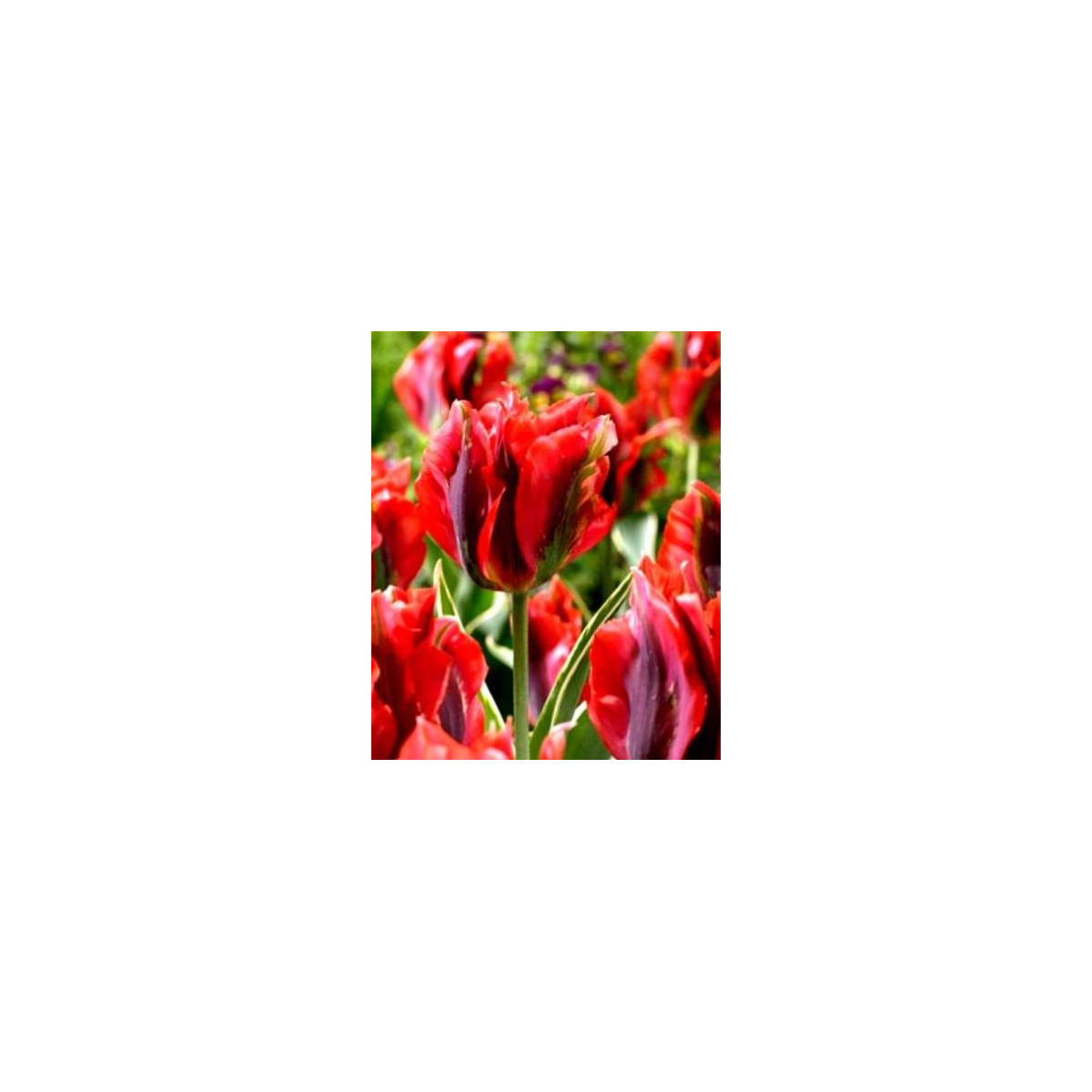 Tulipán Hollywood star - cibuloviny - 3 ks