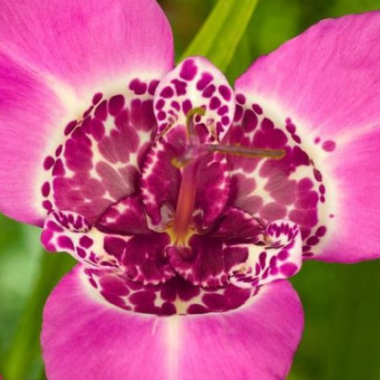 Tygřice růžová - Tigridia lilacea - hlízy tygřice - 3 ks