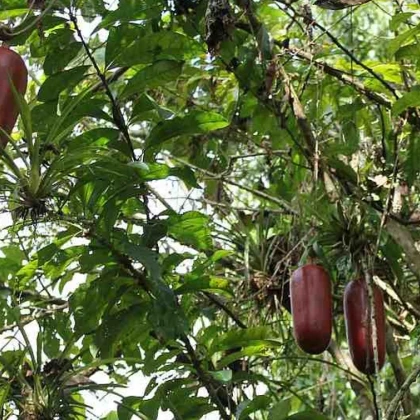 Muškátová okurka - Sicana odorifera - semena okurky - 6 ks