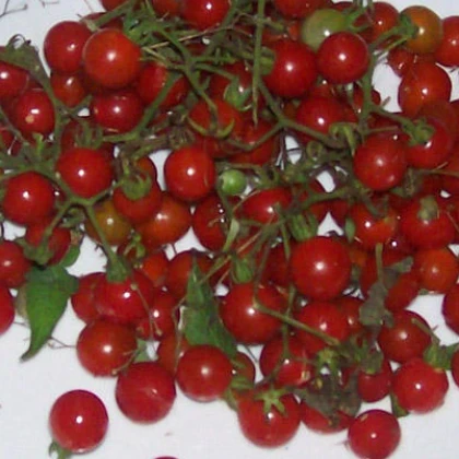 Divoké rajče červené - semena - Lycopersicon pimpinellifolium -  6 ks