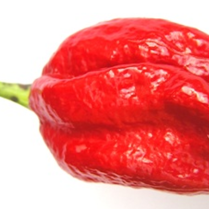 Chilli Naga Viper - Capsicum chinense - semena chilli - 6 ks