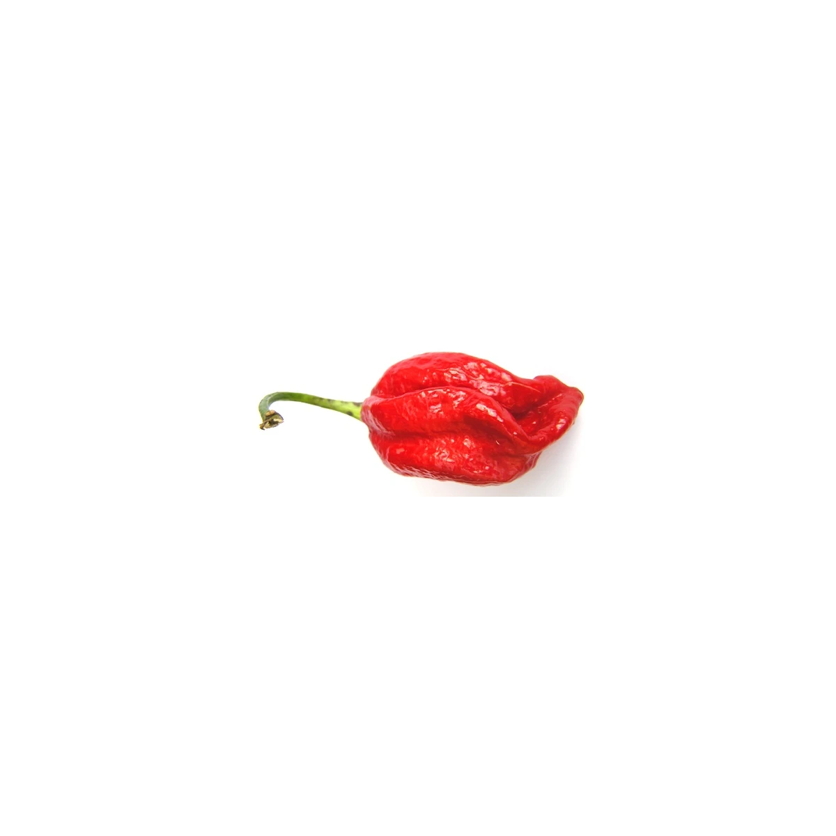 Chilli Naga Viper - Capsicum chinense - semena chilli - 6 ks