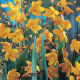 Montbrécie George Davidson - Crocosmia - hlízy montbrécie - 4 ks