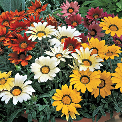 Gazánie zářivá směs barev - Gazania splendes - semena - 50 ks