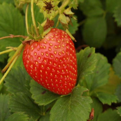 Jahodník stáleplodící Delician F1 - Fragaria ananassa - semena - 7 ks