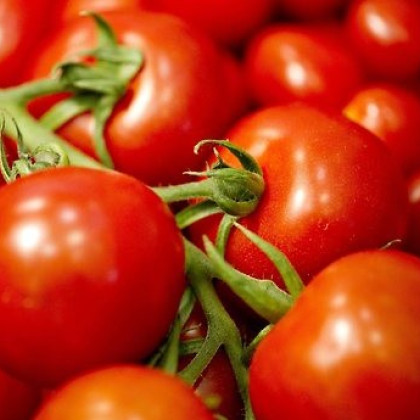 Nasiona pomidorów – pomidor tyczkowy Mercedes F1 – Lycopersicon lycopersicum