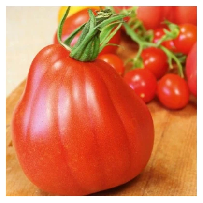 Rajče Coure di Bue - Solanum lycopersicum - semena rajčete - 10 ks