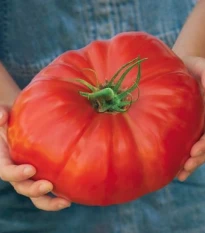 Rajče Gigantomo - Solanum lycopersicum - semena - 5 ks