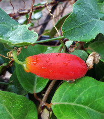 Coccinia - Coccinia grandis - semena coccinie - 4 ks