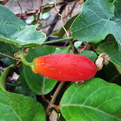 Coccinia - Coccinia grandis - semena coccinie - 4 ks