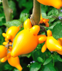 Solanum mammosum - Solanum mammosum - nasiona solana - 15 szt.