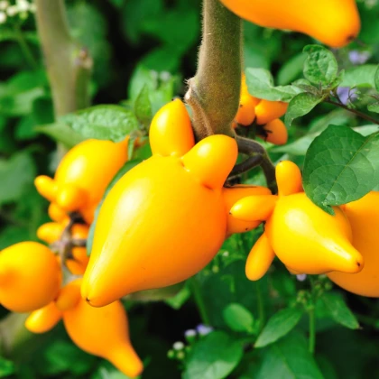 Solanum mammosum - Solanum mammosum - nasiona solana - 15 szt.