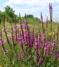 Kyprej vrbovitý - Lythrum salicaria - semena kypreje - 150 ks