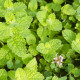 Mięta jabłkowa - Mentha rotundifolia - nasiona mięty - 50 szt.