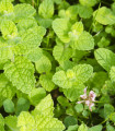 Mięta jabłkowa - Mentha rotundifolia - nasiona mięty - 50 szt.