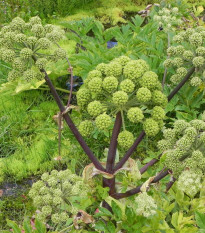 Andělika lékařská - Archangelica officinalis - semena anděliky - 70 ks