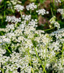 Kmín římský - Cuminum cyminum - semena kmínu - 40 ks