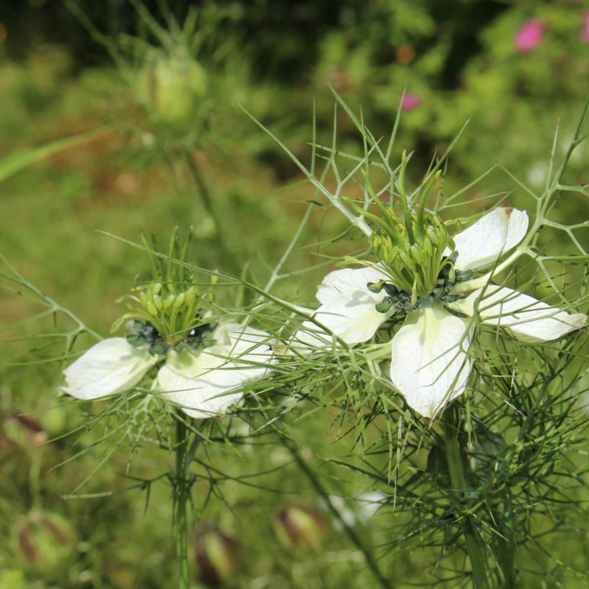 Černucha setá - Kmín černý - Nigella sativa - semena kmínu - 25 ks