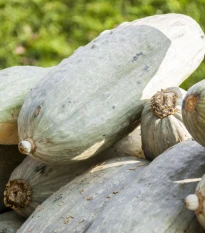 Tykev Blue Banana - Cucurbita maxima - semena tykve - 5 ks