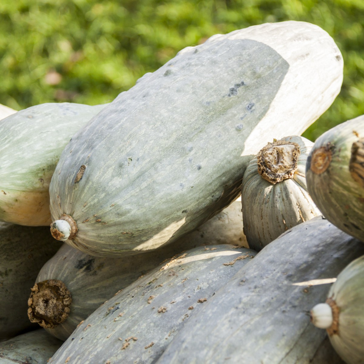 Tykev Blue Banana - Cucurbita maxima - semena tykve - 5 ks