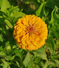 Ostálka jiřinkokvětá žlutá - Zinnia elegans - semena ostálky - 50 ks