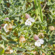 Silenka nadmutá Stridolo - Silene inflata - nasiona silenki - 380 szt.