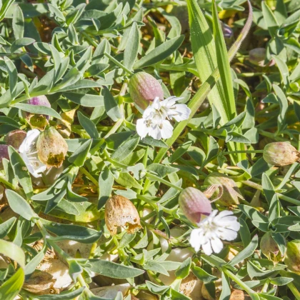 Silenka nadmutá Stridolo - Silene inflata - nasiona silenki - 380 szt.
