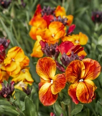 Chejr vonny Sugar Rush F1 Mix - Cheiranthus cheiri - nasiona chejru - 20 szt.