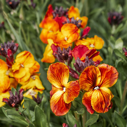 Chejr vonny Sugar Rush F1 Mix - Cheiranthus cheiri - nasiona chejru - 20 szt.