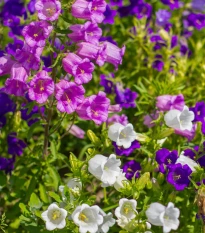 Zvonek plnokvětý - Campanula medium - semena zvonku - 400 ks