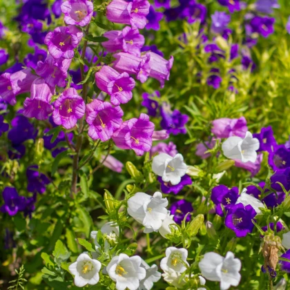Zvonek plnokvětý - Campanula medium - semena zvonku - 400 ks