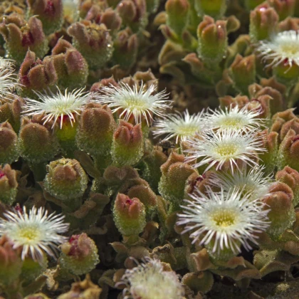 Kosmatec krystalový - Mesembryanthemum crystallinum - semena kosmatce - 300 ks