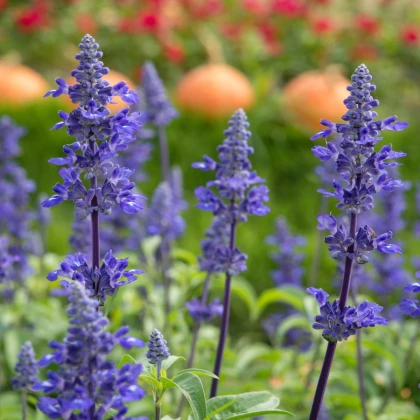 Szałwia omączona niebieska - Salvia farinacea - nasiona szałwii - 30 szt.