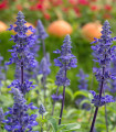 Szałwia omączona niebieska - Salvia farinacea - nasiona szałwii - 30 szt.