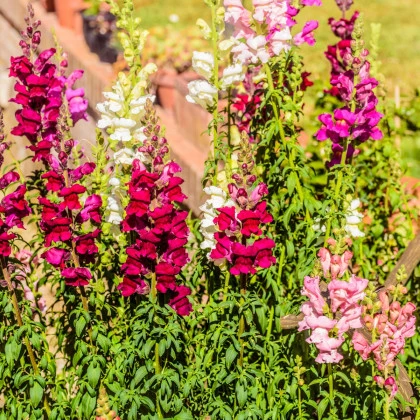 Hledík největší směs - Antirrhinum maximum mix - semena hledíku - 400 ks