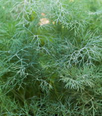 Kopr vonný Hanák - Anethum graveolens - semena kopru - 500 ks