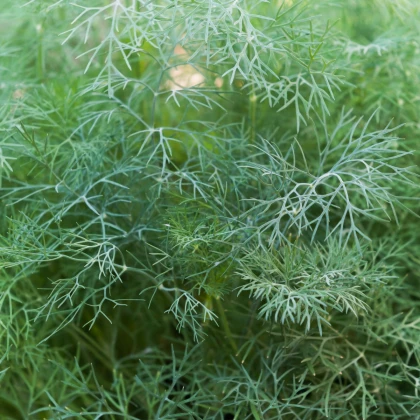Kopr vonný Hanák - Anethum graveolens - semena kopru - 500 ks