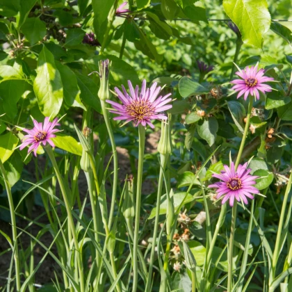 Kozí brada fialová - Tragopogon porrifolius - semena kozí brady - 90 ks