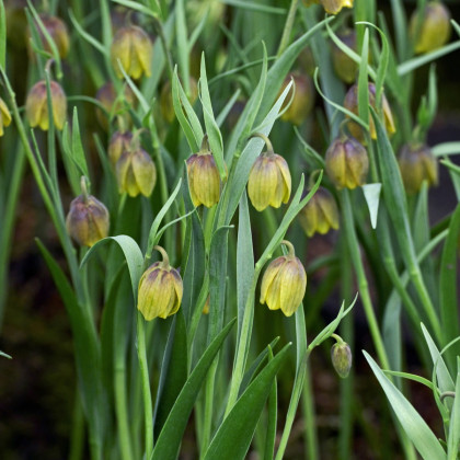 Řebčík Uva vulpis - Fritillaria - cibule řebčíku - 5 ks
