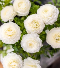 Pryskyřník plnokvětý bílý - Ranunculus asiaticus - hlízy pryskyřníku - 3 ks