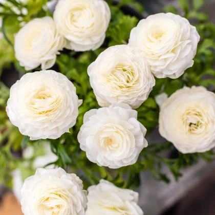 Pryskyřník plnokvětý bílý - Ranunculus asiaticus - hlízy pryskyřníku - 3 ks