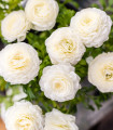 Pryskyřník plnokvětý bílý - Ranunculus asiaticus - hlízy pryskyřníku - 3 ks
